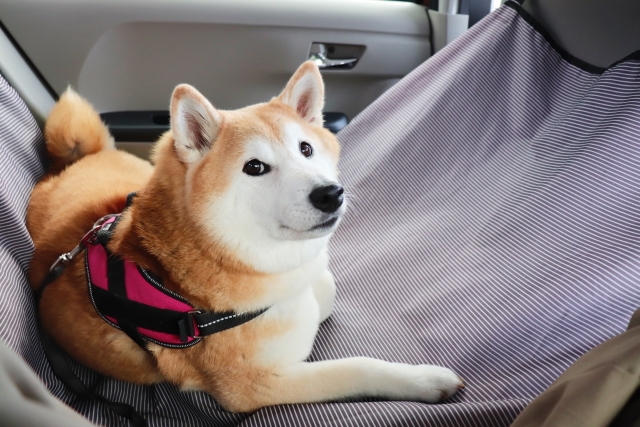 株式会社ジャストライトの浪岡智がお送りする犬とのドライブのイメージ画像